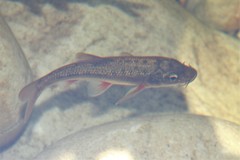 Pseudobarbus