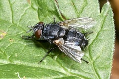 Epicampocera succincta