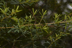 Pultenaea flexilis