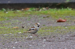 Coccothraustes coccothraustes