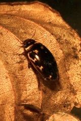 Platambus maculatus