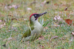 Picus viridis