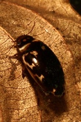 Platambus maculatus