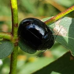 Paropsisterna angustipes