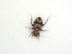 Pteroxanium kelloggi