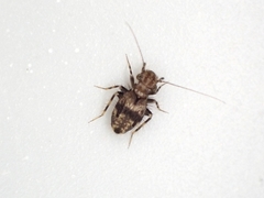 Pteroxanium kelloggi