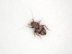 Pteroxanium kelloggi