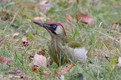 Picus viridis