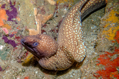 Gymnothorax prionodon