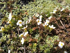 Euphrasia australis
