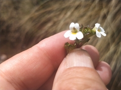 Euphrasia australis