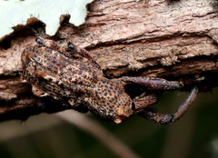 Orthorhinus