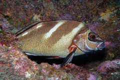 Morwong ephippium