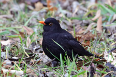 Turdus merula
