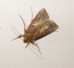 Thysanoplusia orichalcea