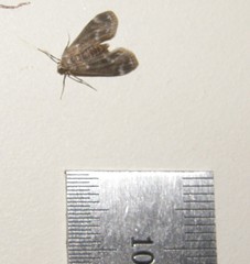 Thysanoplusia orichalcea
