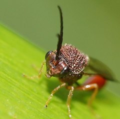 Eucharitinae
