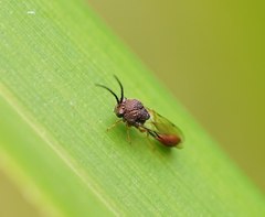 Eucharitinae