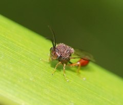 Eucharitinae
