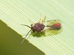Eucharitinae