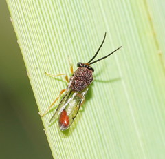 Eucharitinae
