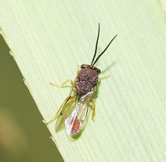 Eucharitinae