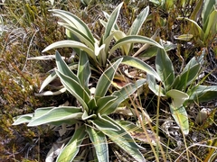 Celmisia verbascifolia