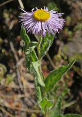 Erigeron subtrinervis