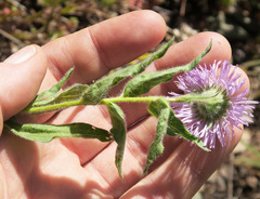 Erigeron subtrinervis