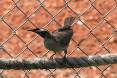 Philemon argenticeps