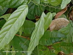 Hasora schoenherr chuza