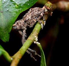 Orthorhinus