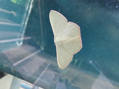 Prasinocyma semicrocea