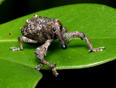 Orthorhinus