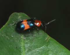 Dicranolaius bellulus