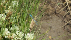 Enallagma cyathigerum cyathigerum