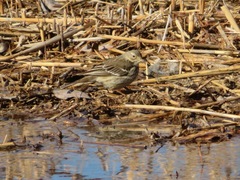 Anthus rubescens japonicus