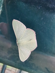 Prasinocyma semicrocea