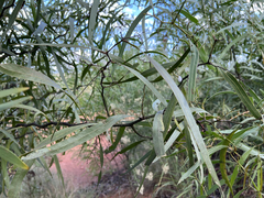 Acacia macradenia