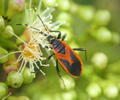 Dindymus circumcinctus