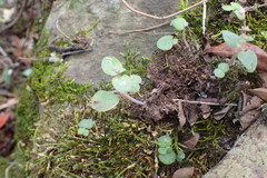 Crassula nemorosa