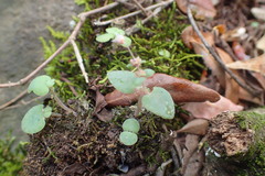 Crassula nemorosa