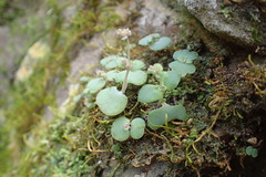 Crassula nemorosa