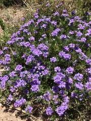 Glandularia latilobata