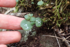 Crassula nemorosa