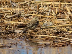 Anthus rubescens japonicus
