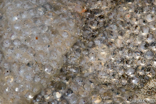 Loliginidae