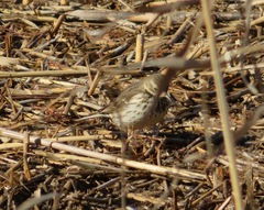 Anthus rubescens japonicus