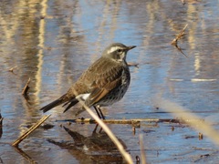 Turdus eunomus