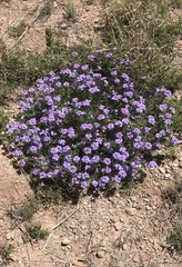 Glandularia latilobata